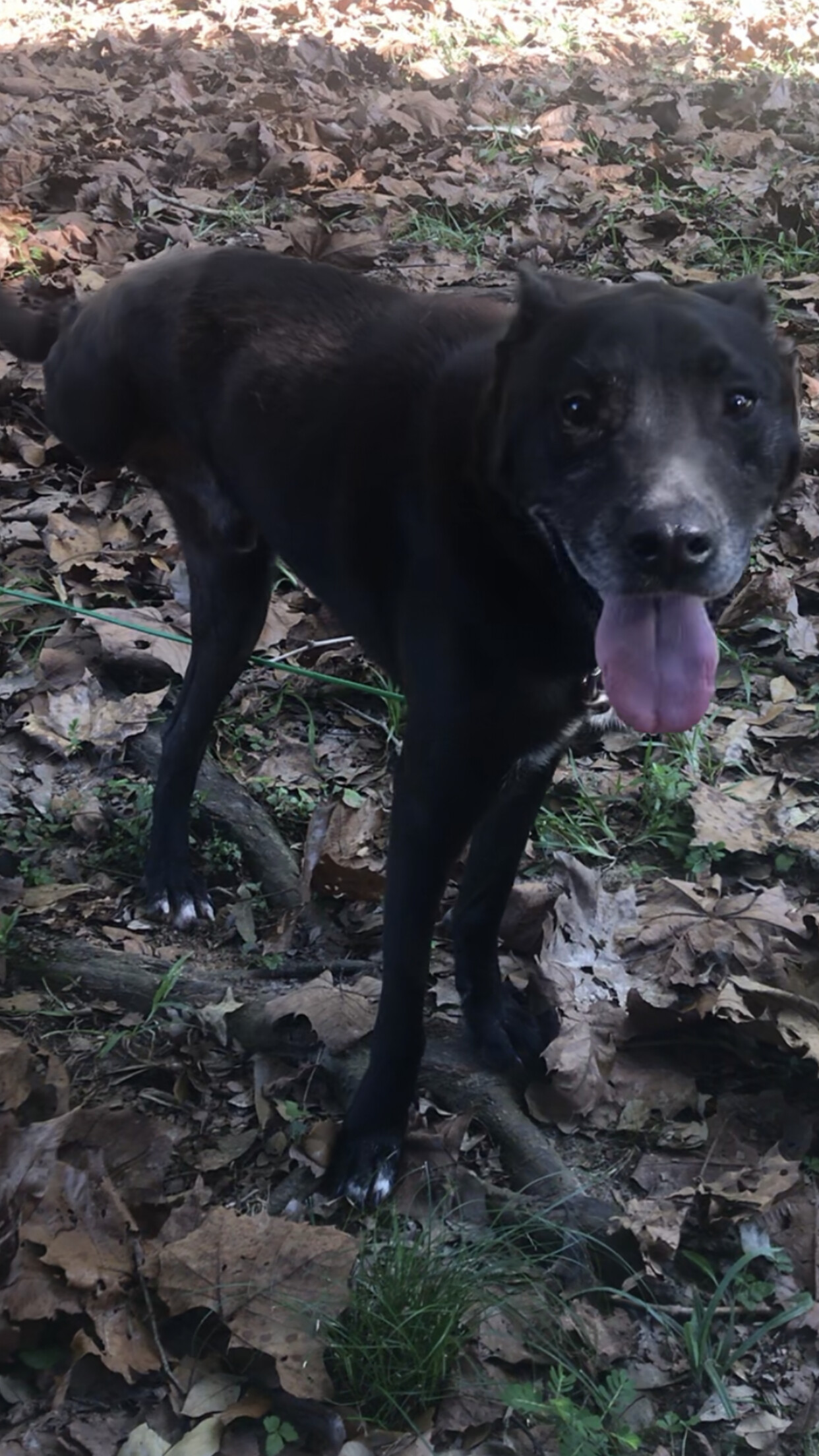Rafa, a Adoptable Doberman Pinscher in Baton Rouge, LA image 3/5