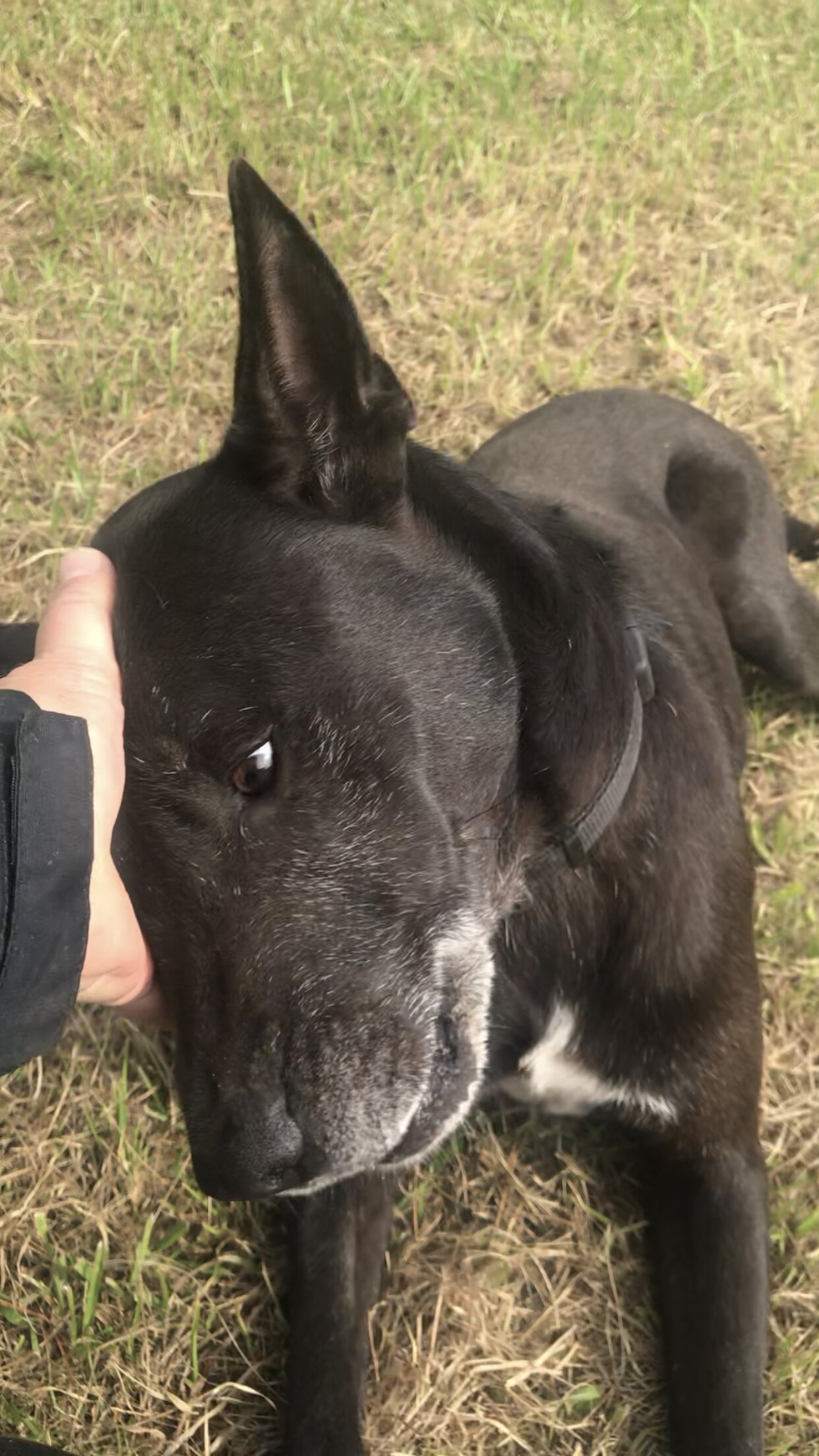 Rafa, a Adoptable Doberman Pinscher in Baton Rouge, LA image 4/5