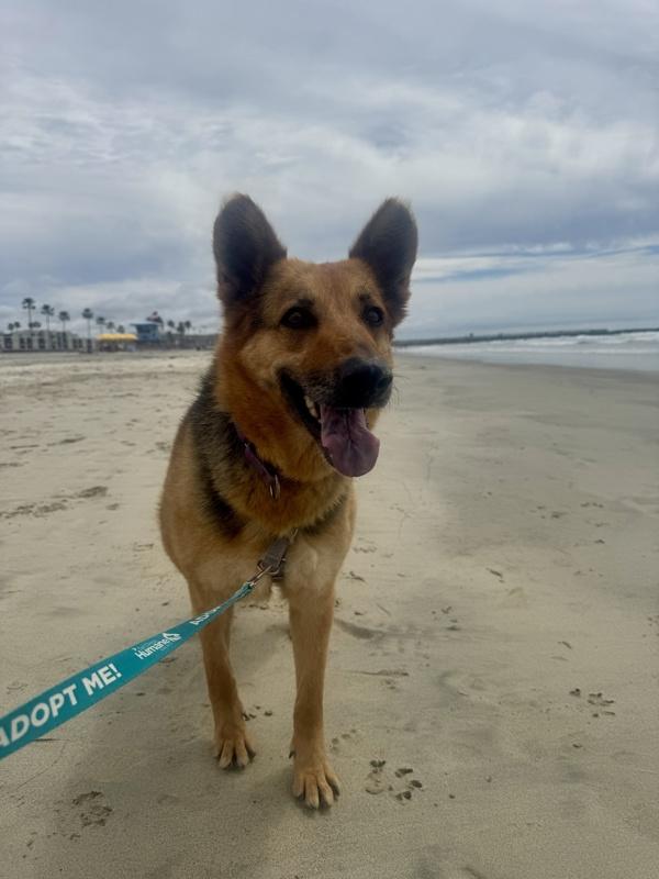 Enlarge Layla, a Adoptable German Shepherd Dog in Oceanside, CA image 1/1
