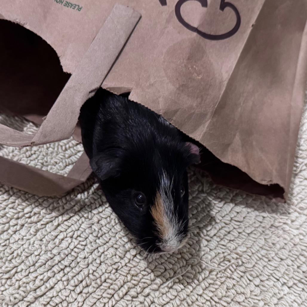 Echo, a Adoptable Guinea Pig in Brookfield, WI image 1/3