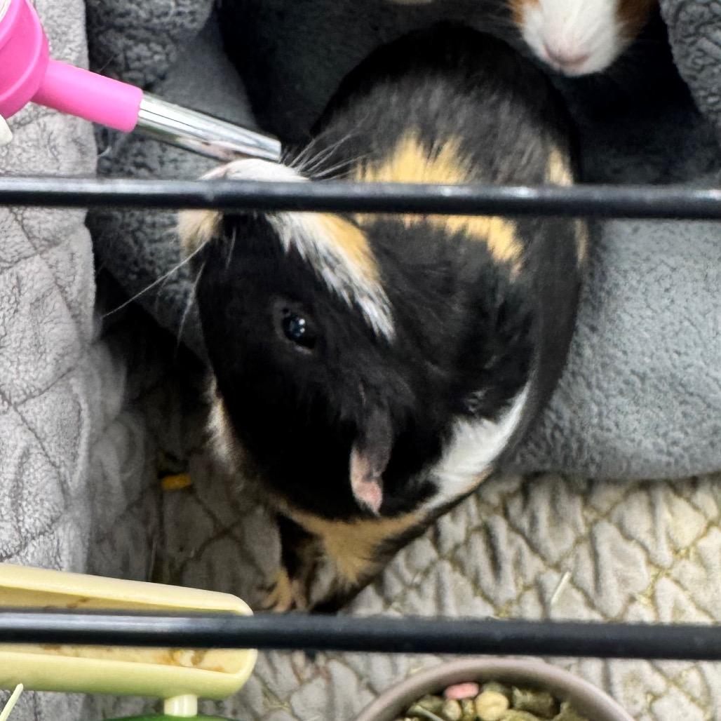 Echo, a Adoptable Guinea Pig in Brookfield, WI image 2/3