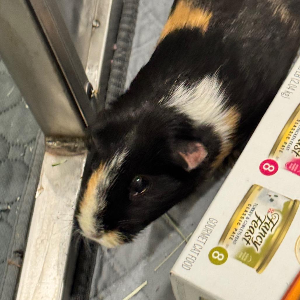 Echo, a Adoptable Guinea Pig in Brookfield, WI image 3/3