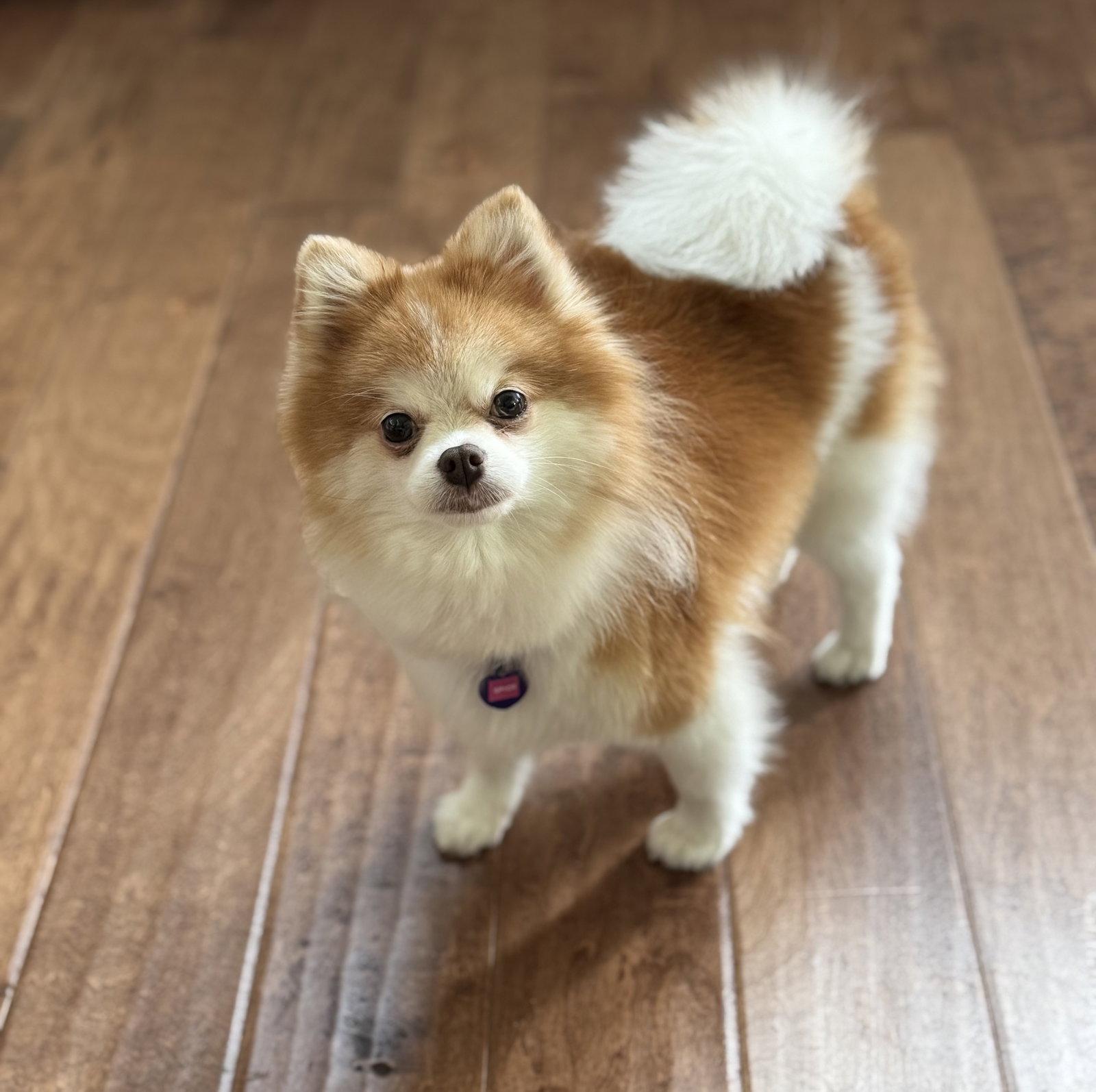 Enlarge Spice, a Adopted Pomeranian in Garland, TX image 1/1