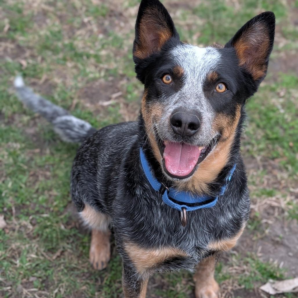 Coco II, Adoptable, Adult Male Australian Cattle Dog / Blue Heeler.