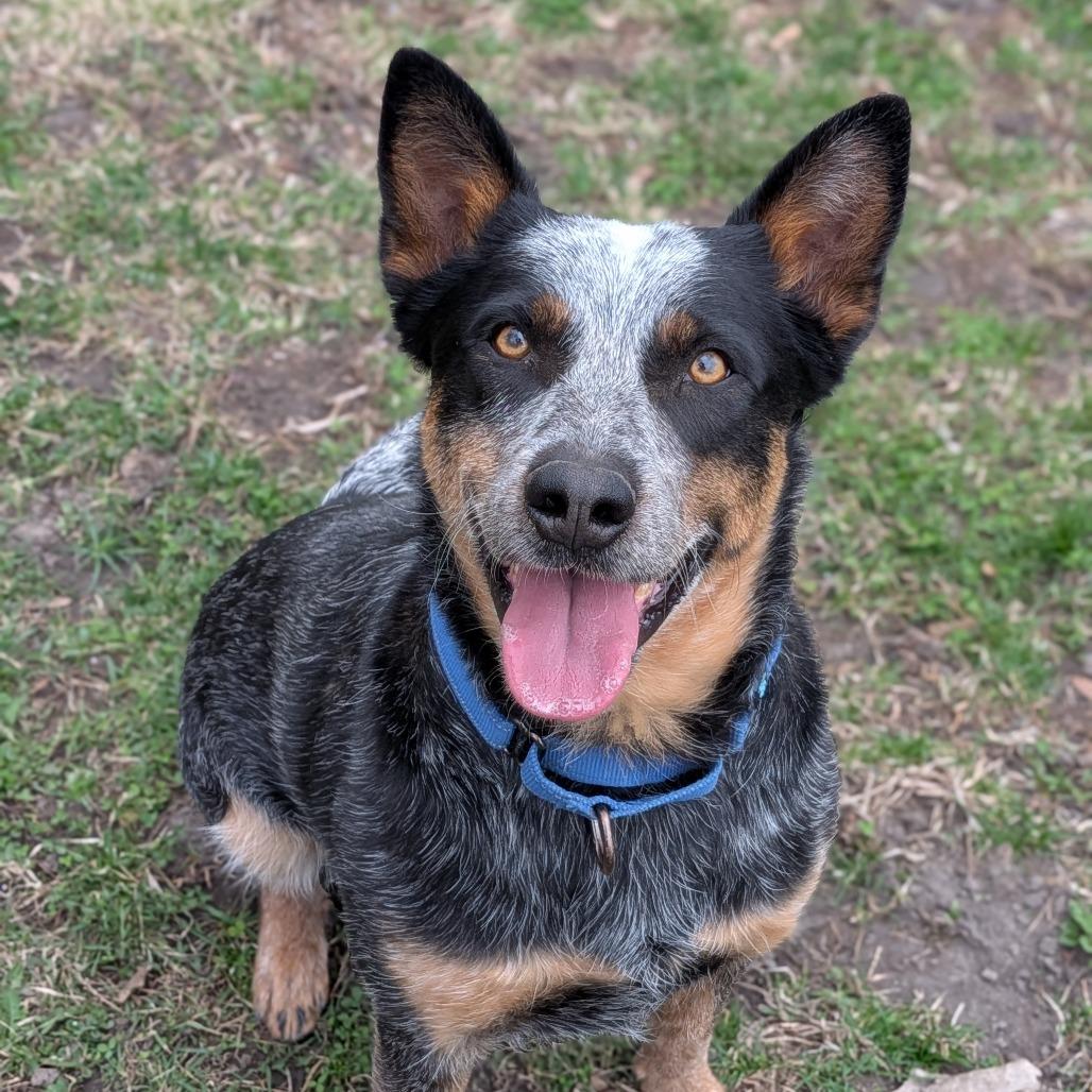 Enlarge Coco II, a Adoptable Australian Cattle Dog / Blue Heeler in Milan, IL image 2/3