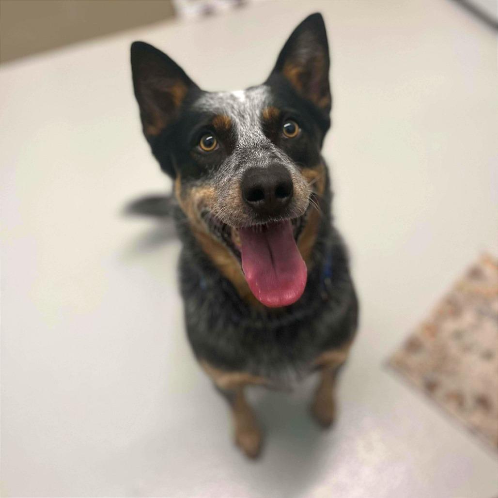 Enlarge Coco II, a Adoptable Australian Cattle Dog / Blue Heeler in Milan, IL image 1/1