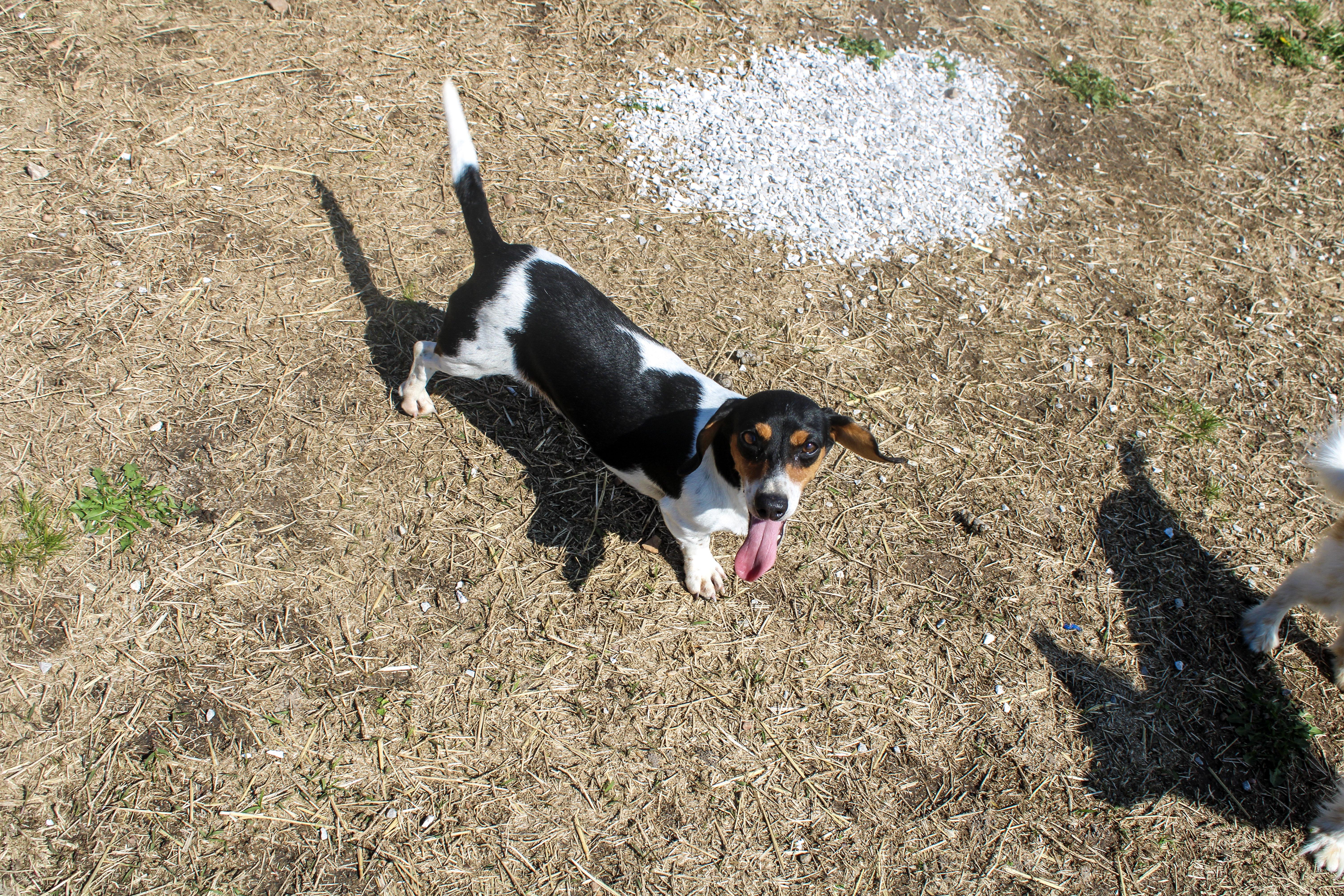 Enlarge Ruth, a ADOPTABLE Dachshund in Neosho, MO image 2/2