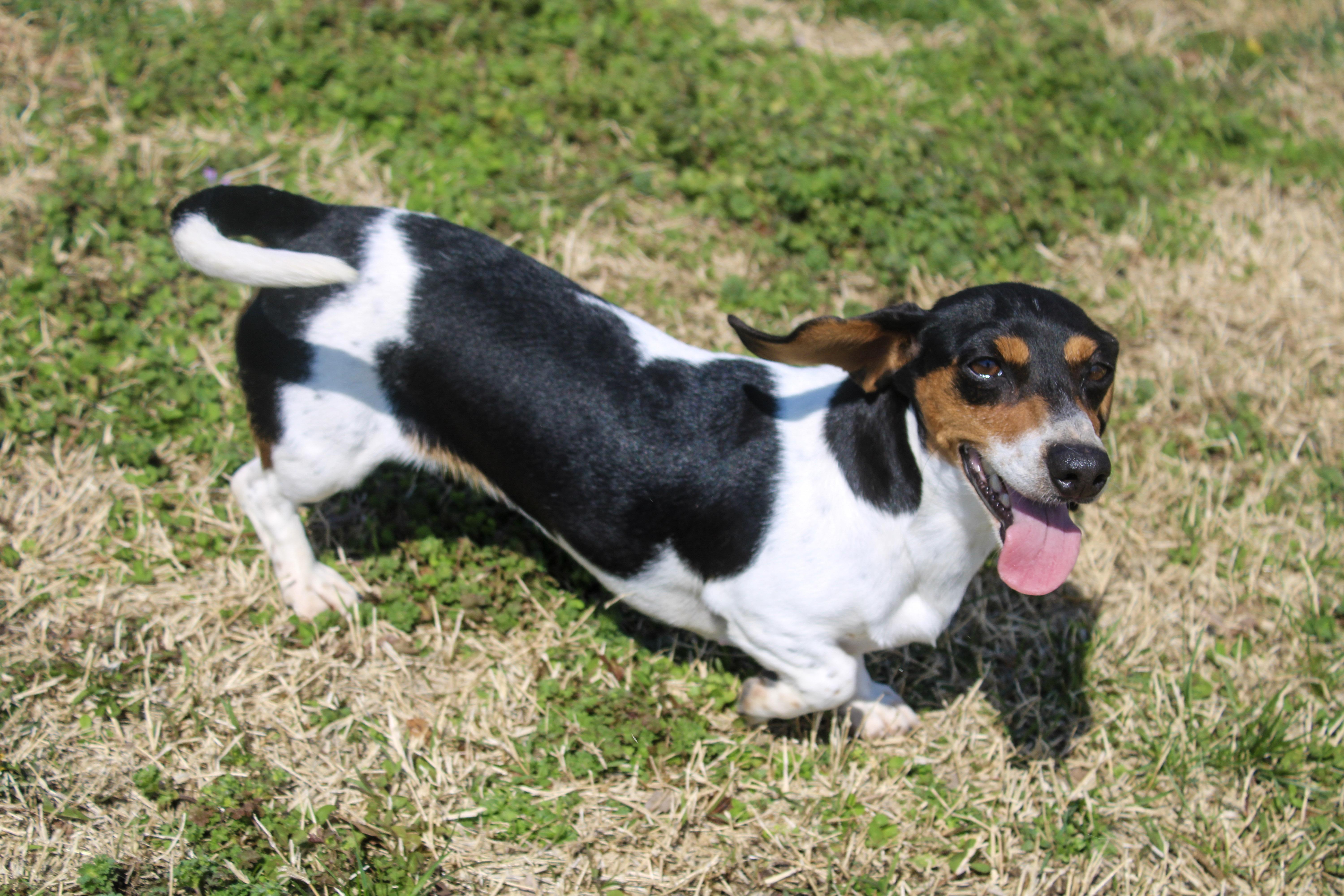 Ruth, ADOPTABLE, Adult Female Dachshund.