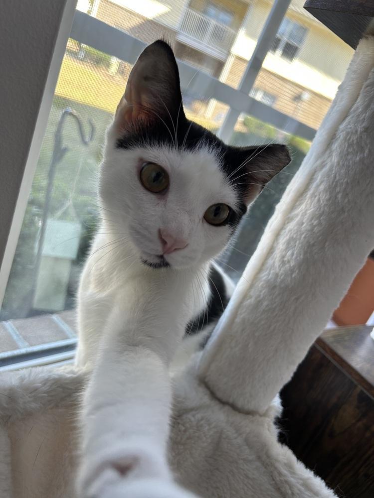 Smut, a Adoptable Domestic Short Hair in Kinston, NC image 1/3