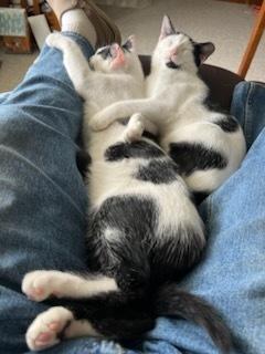 Smut, a Adoptable Domestic Short Hair in Kinston, NC image 3/3