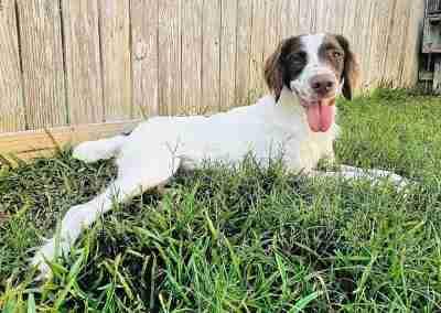 Enlarge Finn, a Adopted Brittany Spaniel in Fort Worth, TX image 2/3