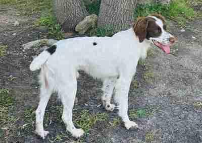 Enlarge Finn, a Adopted Brittany Spaniel in Fort Worth, TX image 3/3
