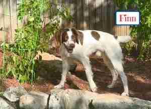 Enlarge Finn, a Adopted Brittany Spaniel in Fort Worth, TX image 1/3