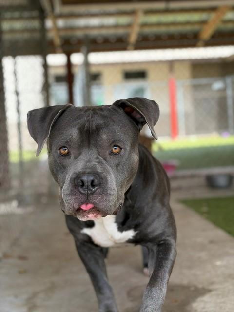 Duke, a ADOPTABLE Pit Bull Terrier in Fayetteville, AR image 5/5