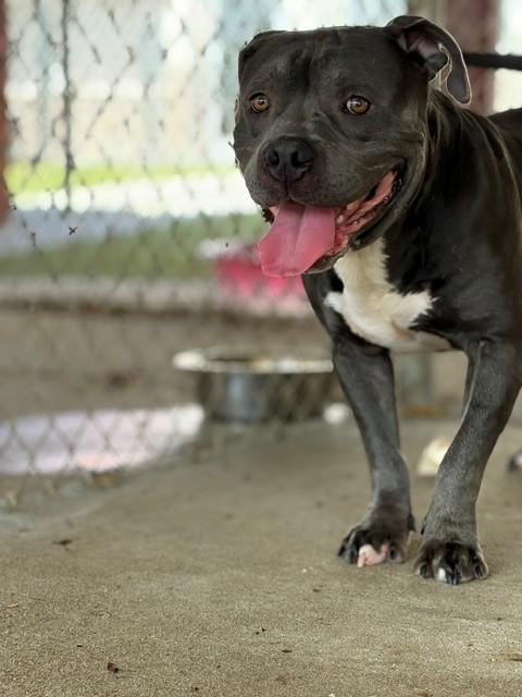 Duke, a ADOPTABLE Pit Bull Terrier in Fayetteville, AR image 3/5