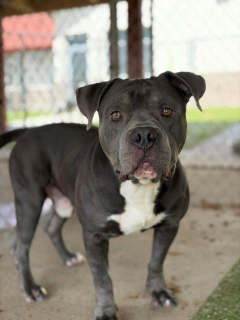 Duke, ADOPTABLE, Adult Male Pit Bull Terrier.