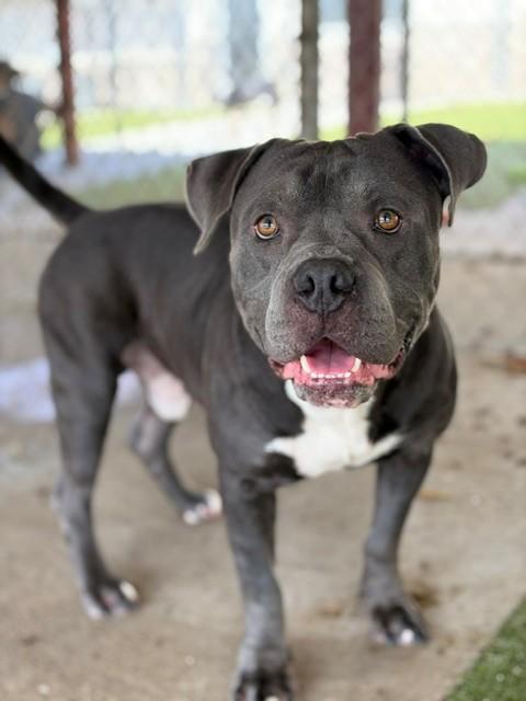 Duke, a ADOPTABLE Pit Bull Terrier in Fayetteville, AR image 2/5