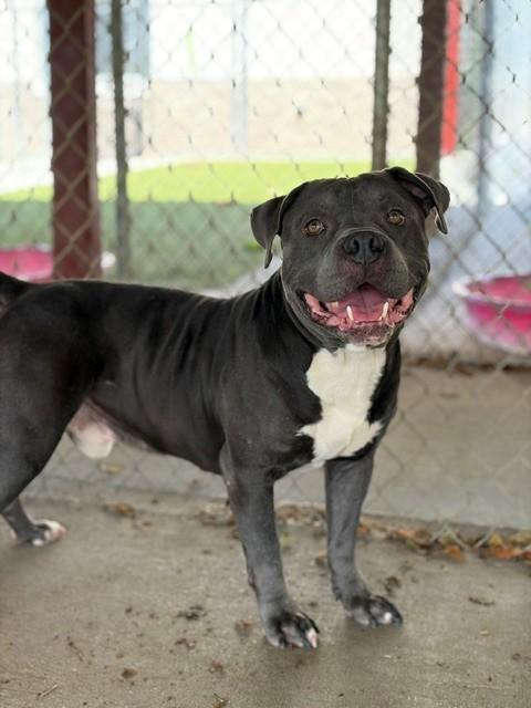 Duke, a ADOPTABLE Pit Bull Terrier in Fayetteville, AR image 4/5