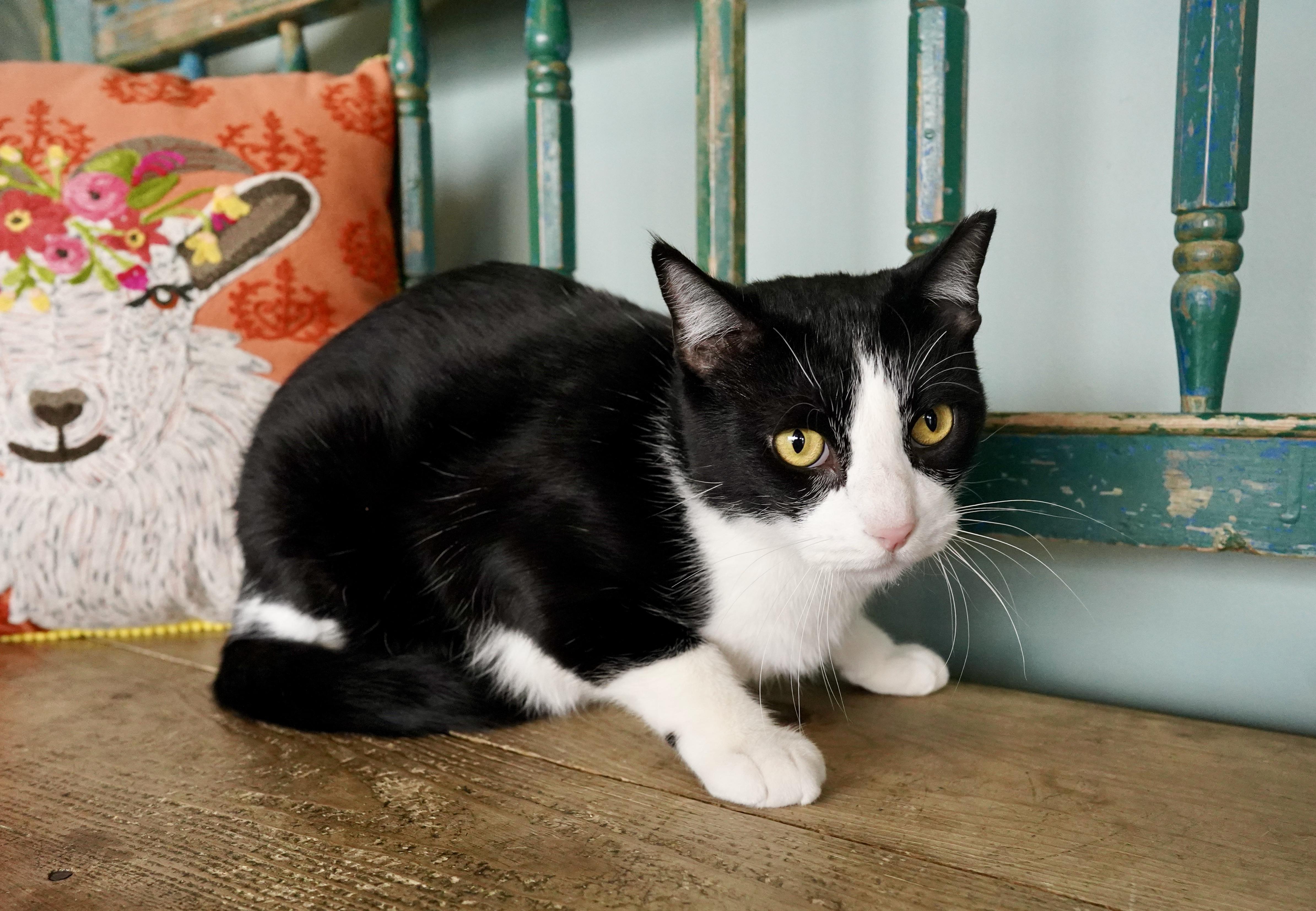 Richie, ADOPTABLE, Adult Male Domestic Short Hair.