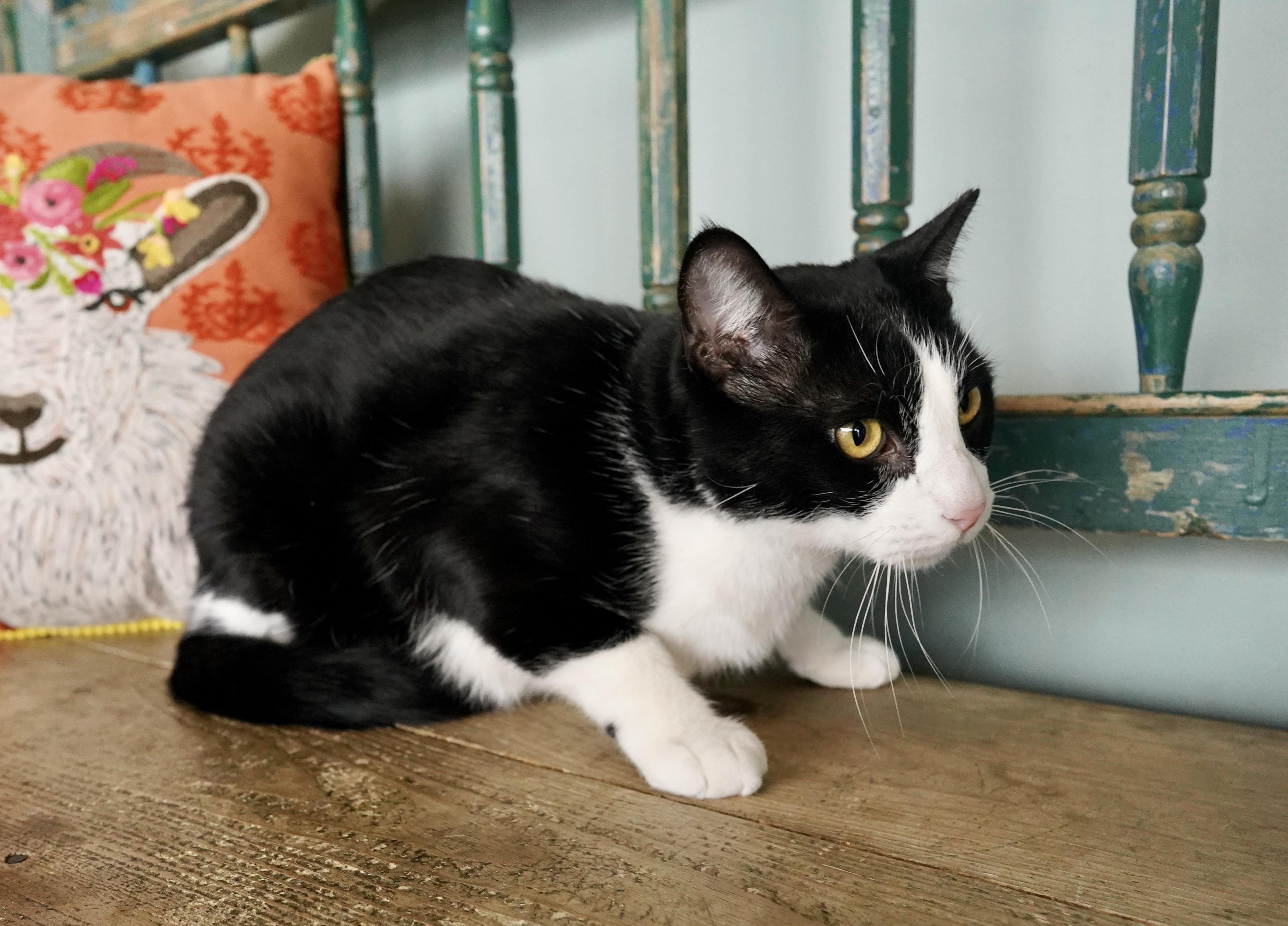 Richie, a ADOPTABLE mixed breed in San Antonio, TX image 4/5