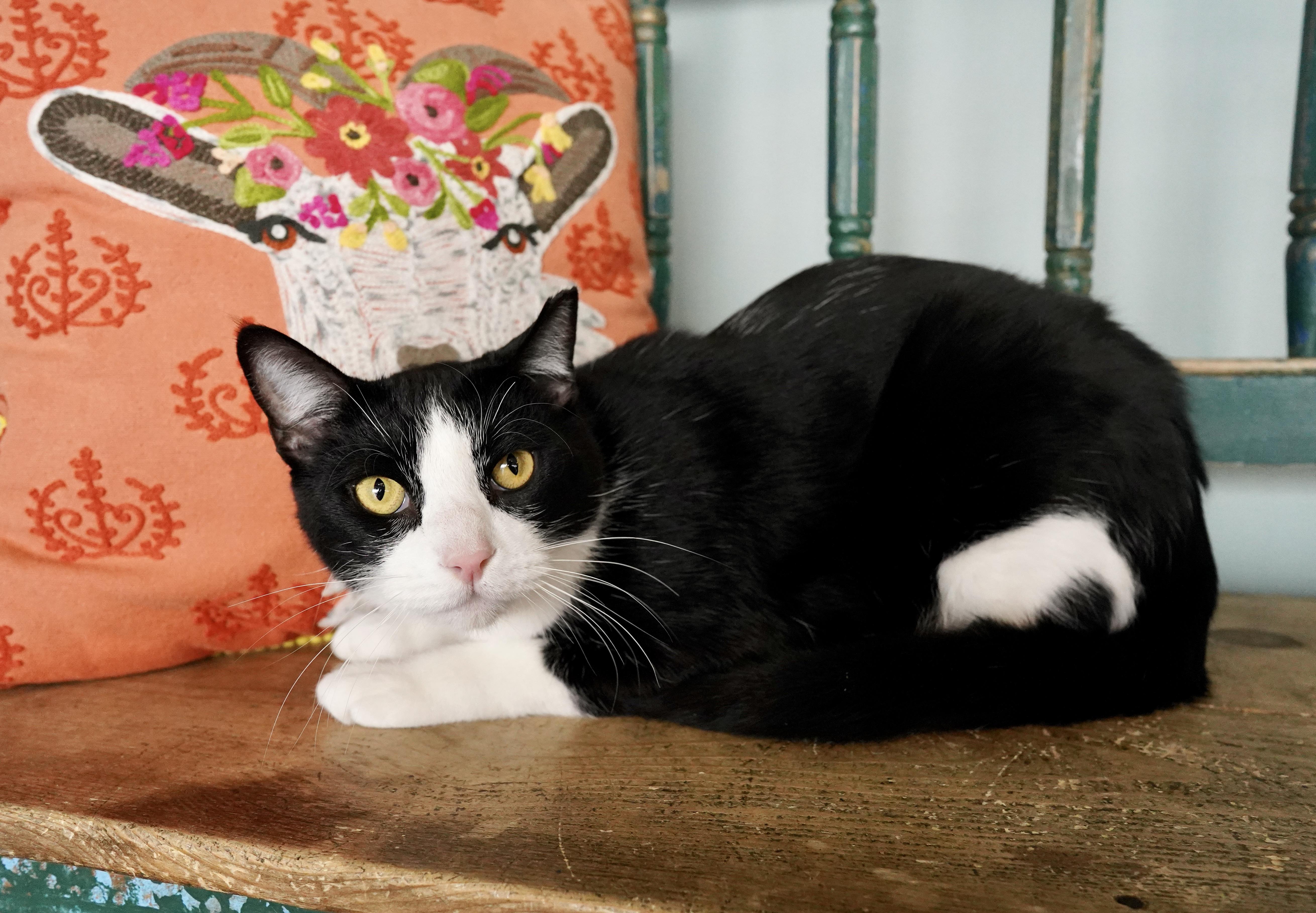 Richie, a ADOPTABLE mixed breed in San Antonio, TX image 3/5