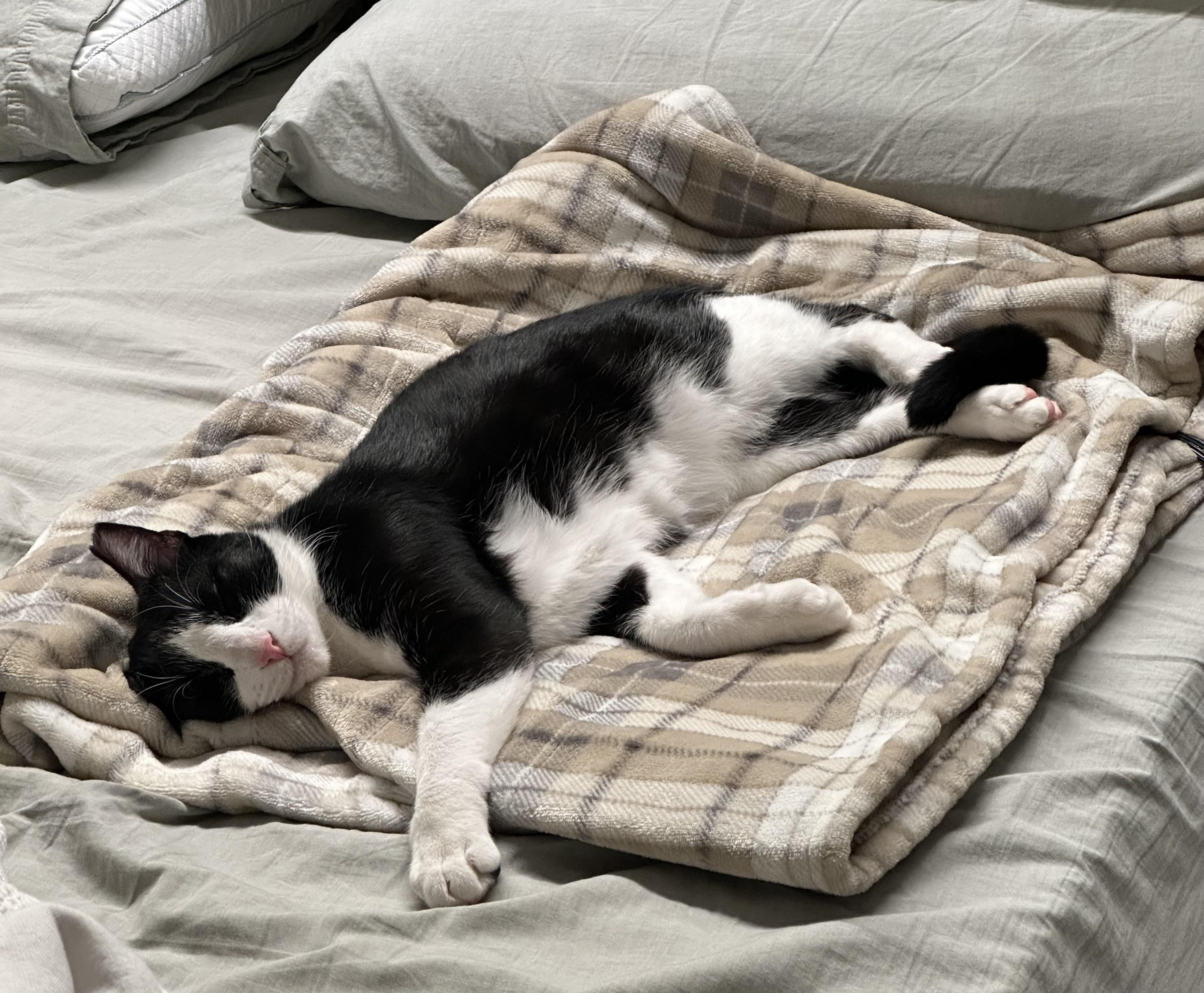 Richie, a ADOPTABLE mixed breed in San Antonio, TX image 5/5