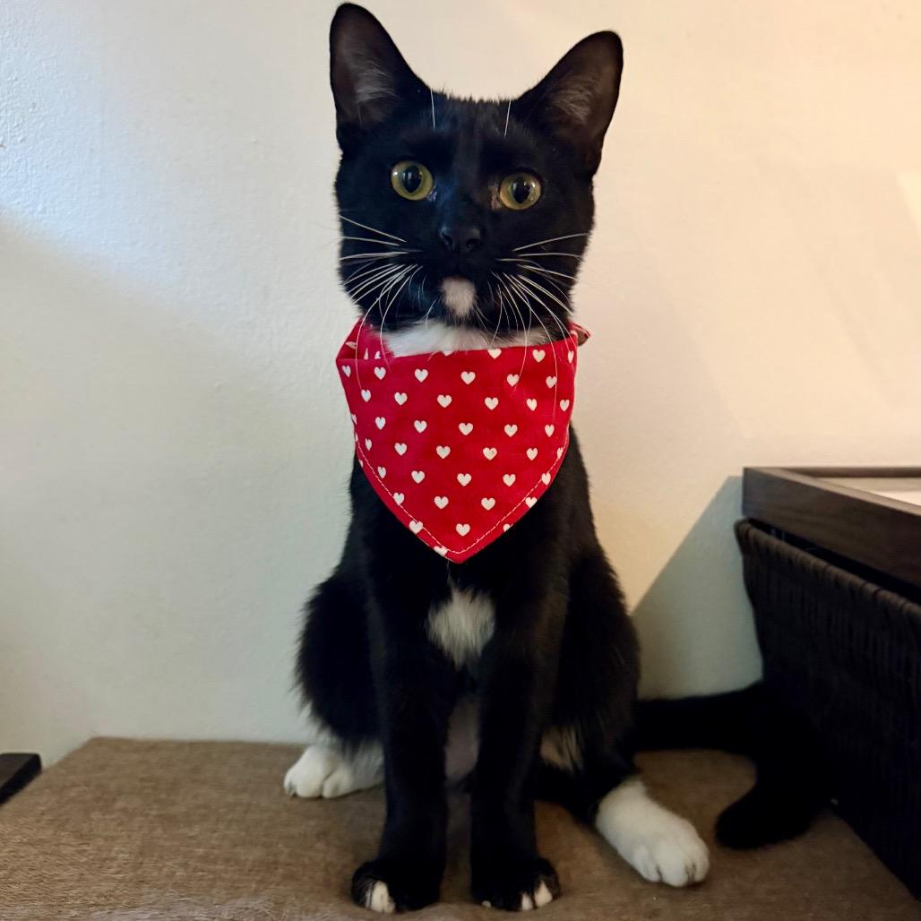 Enlarge Rosemary, a Adoptable Domestic Short Hair in Middle Village, NY image 1/6