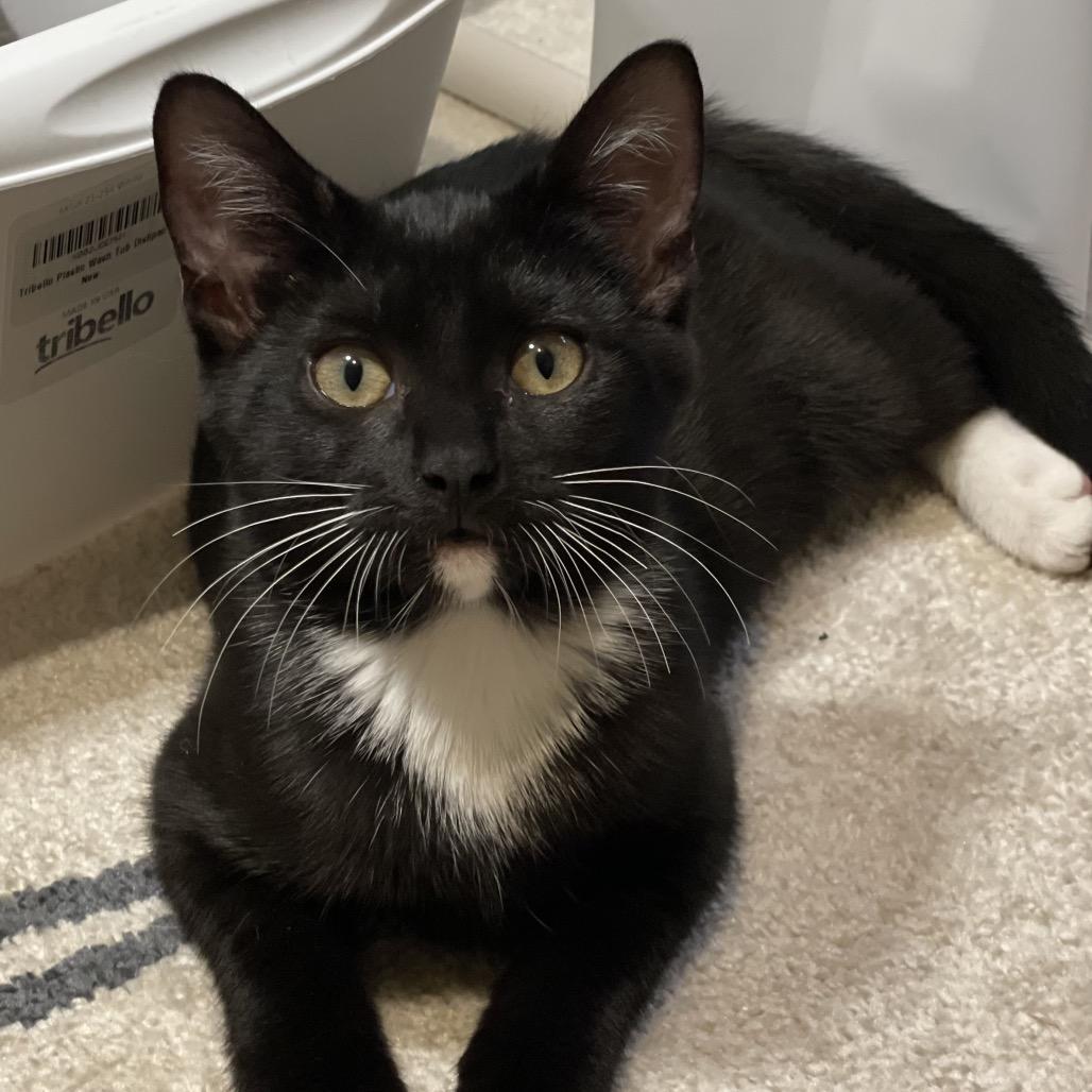 Enlarge Rosemary, a Adoptable Domestic Short Hair in Middle Village, NY image 2/6