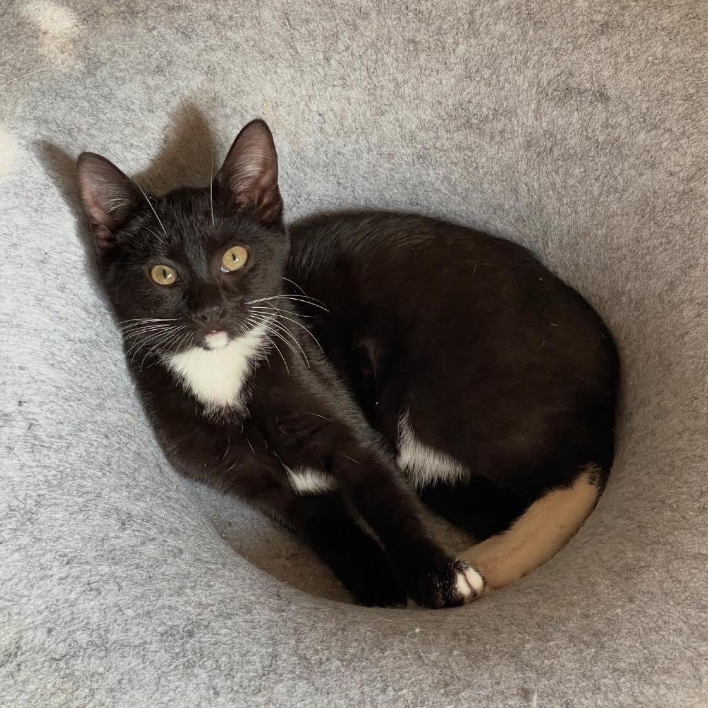 Enlarge Rosemary, a Adoptable Domestic Short Hair in Middle Village, NY image 3/6