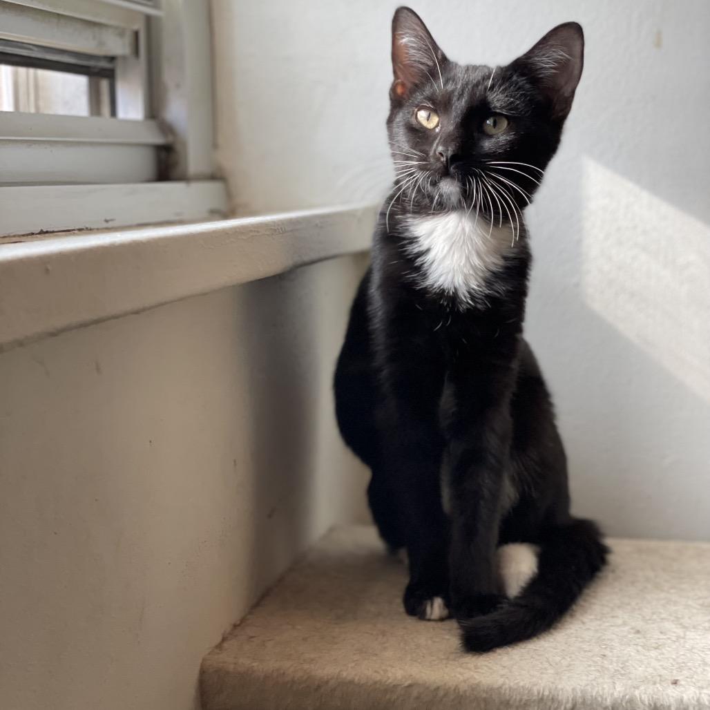 Enlarge Rosemary, a Adoptable Domestic Short Hair in Middle Village, NY image 4/6