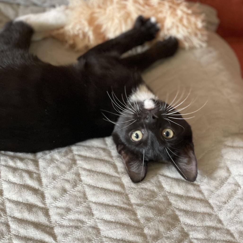 Enlarge Rosemary, a Adoptable Domestic Short Hair in Middle Village, NY image 5/6