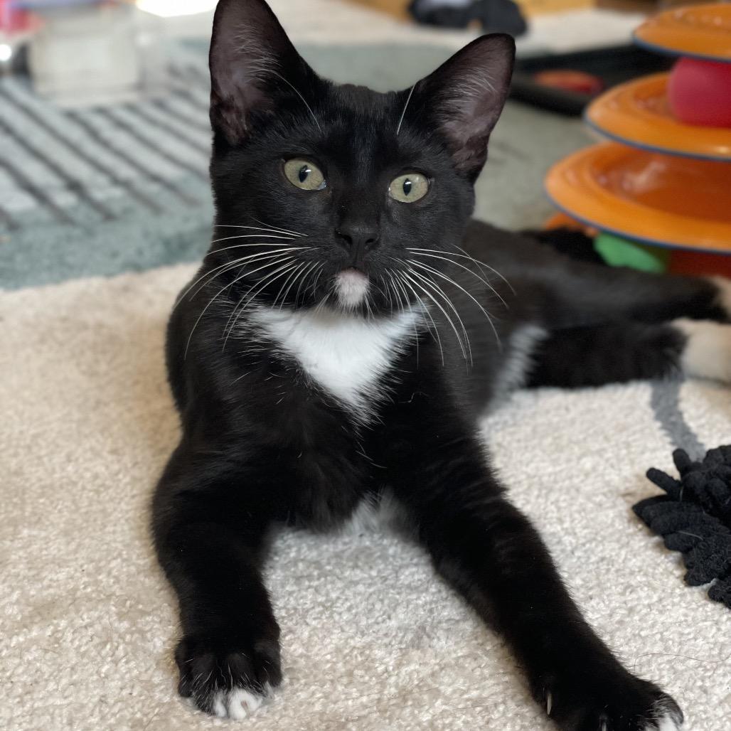 Enlarge Rosemary, a Adoptable Domestic Short Hair in Middle Village, NY image 6/6