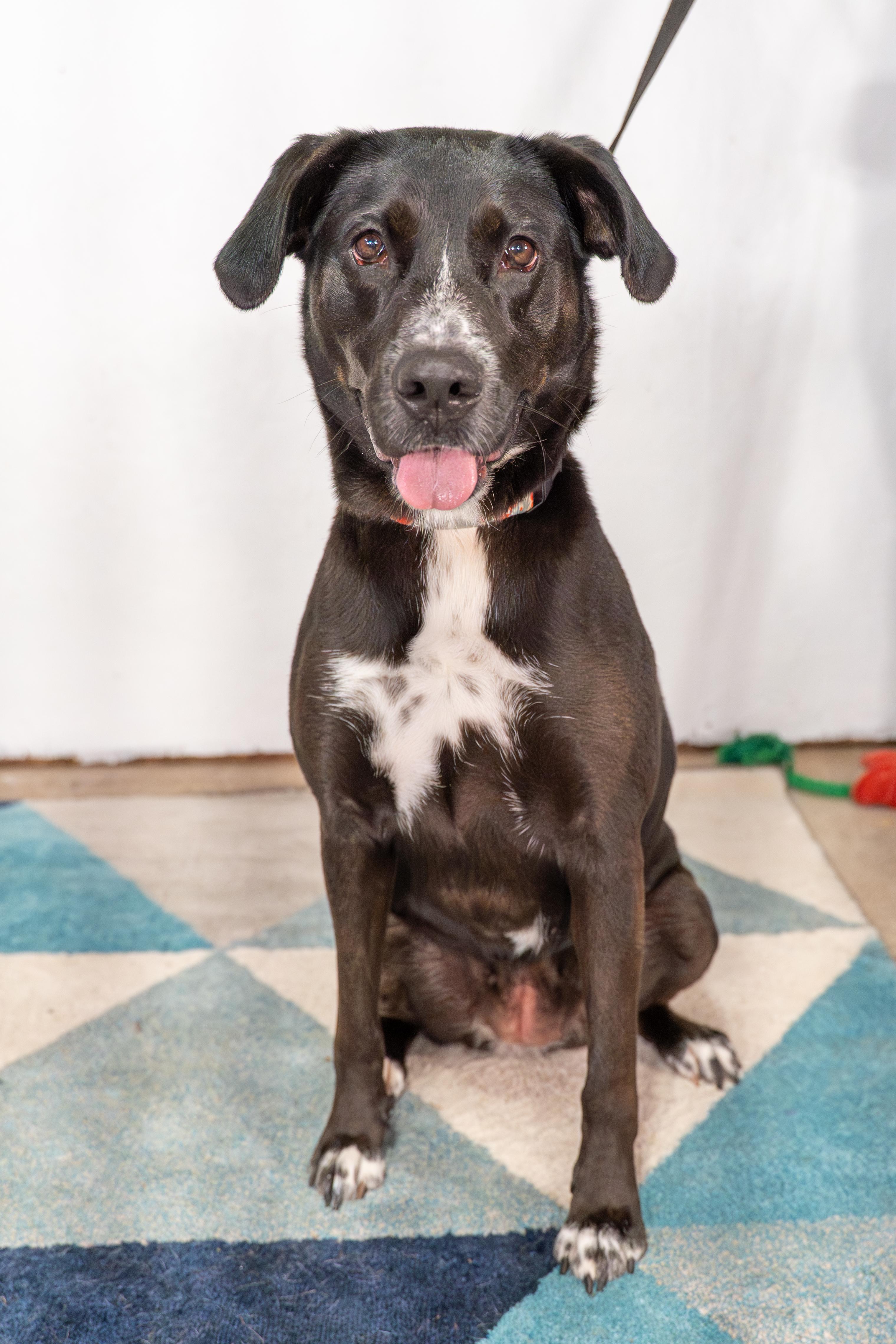 Enlarge Mazie, a Adoptable Labrador Retriever in Dillsburg, PA image 1/6