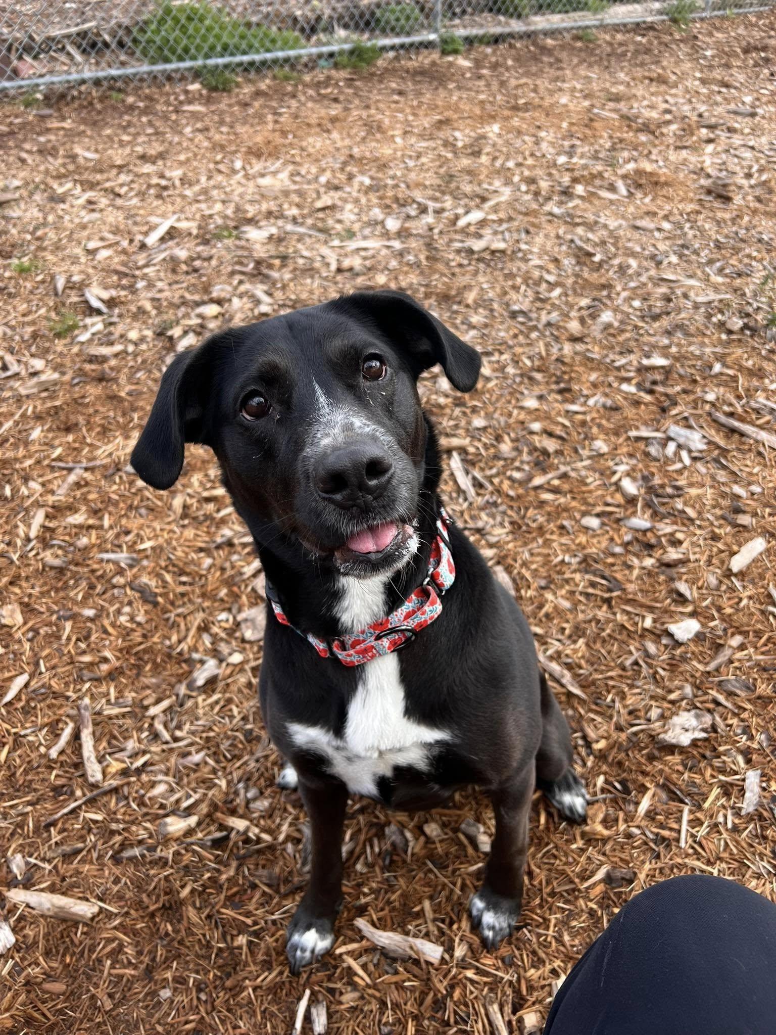 Enlarge Mazie, a Adoptable Labrador Retriever in Dillsburg, PA image 2/6