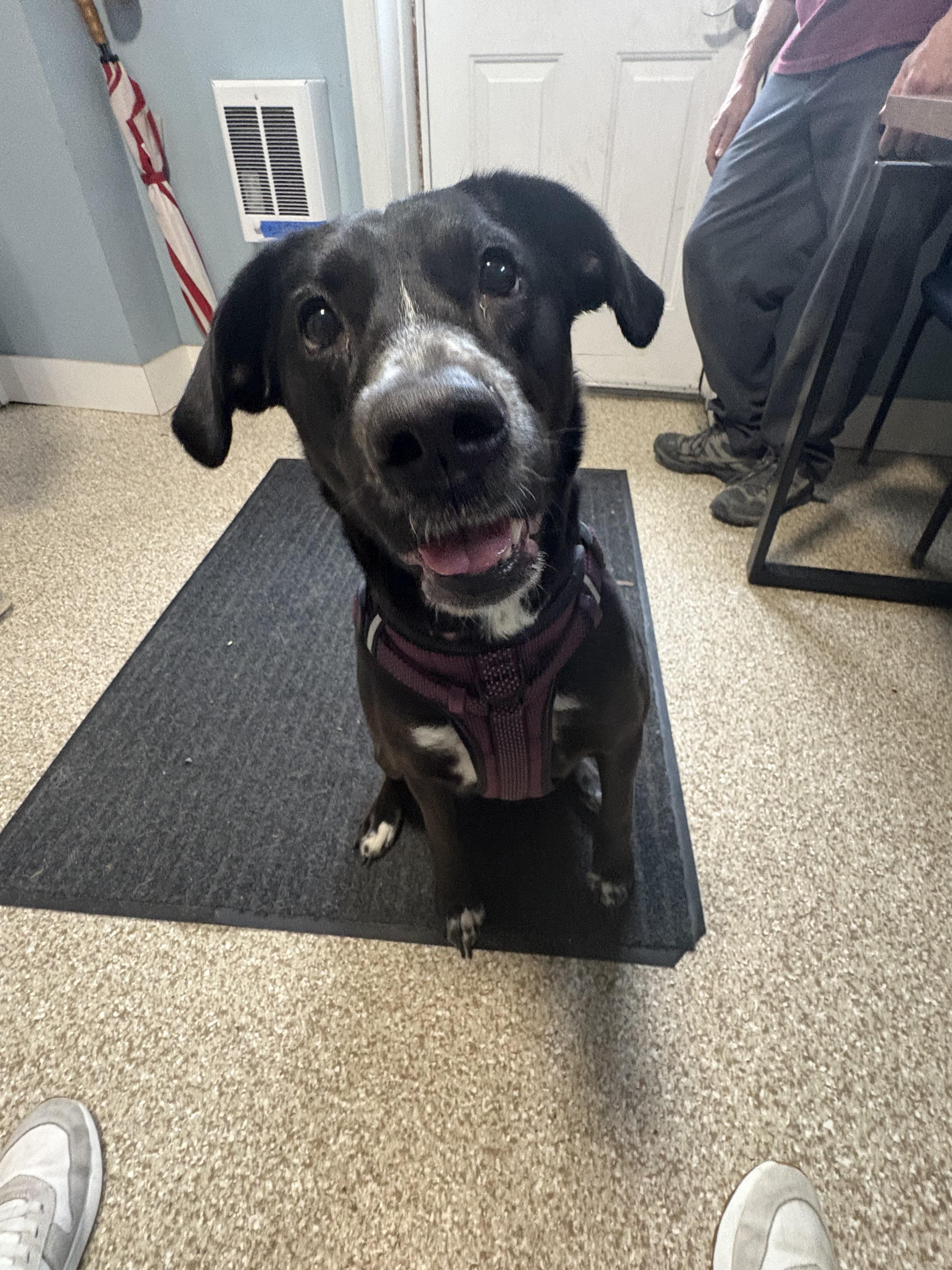 Enlarge Mazie, a Adoptable Labrador Retriever in Dillsburg, PA image 3/6