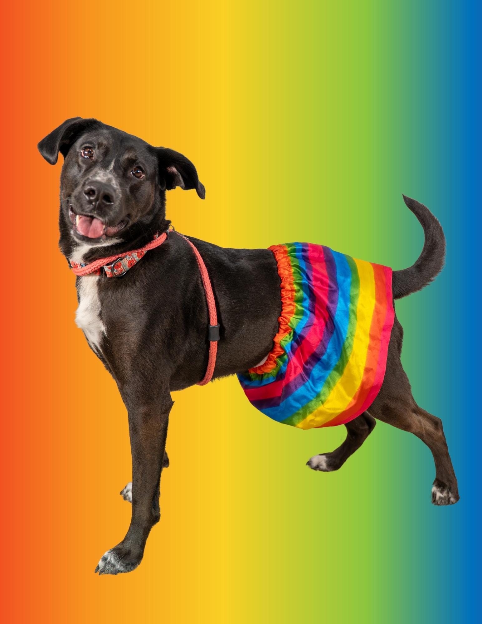 Enlarge Mazie, a Adoptable Labrador Retriever in Dillsburg, PA image 4/6