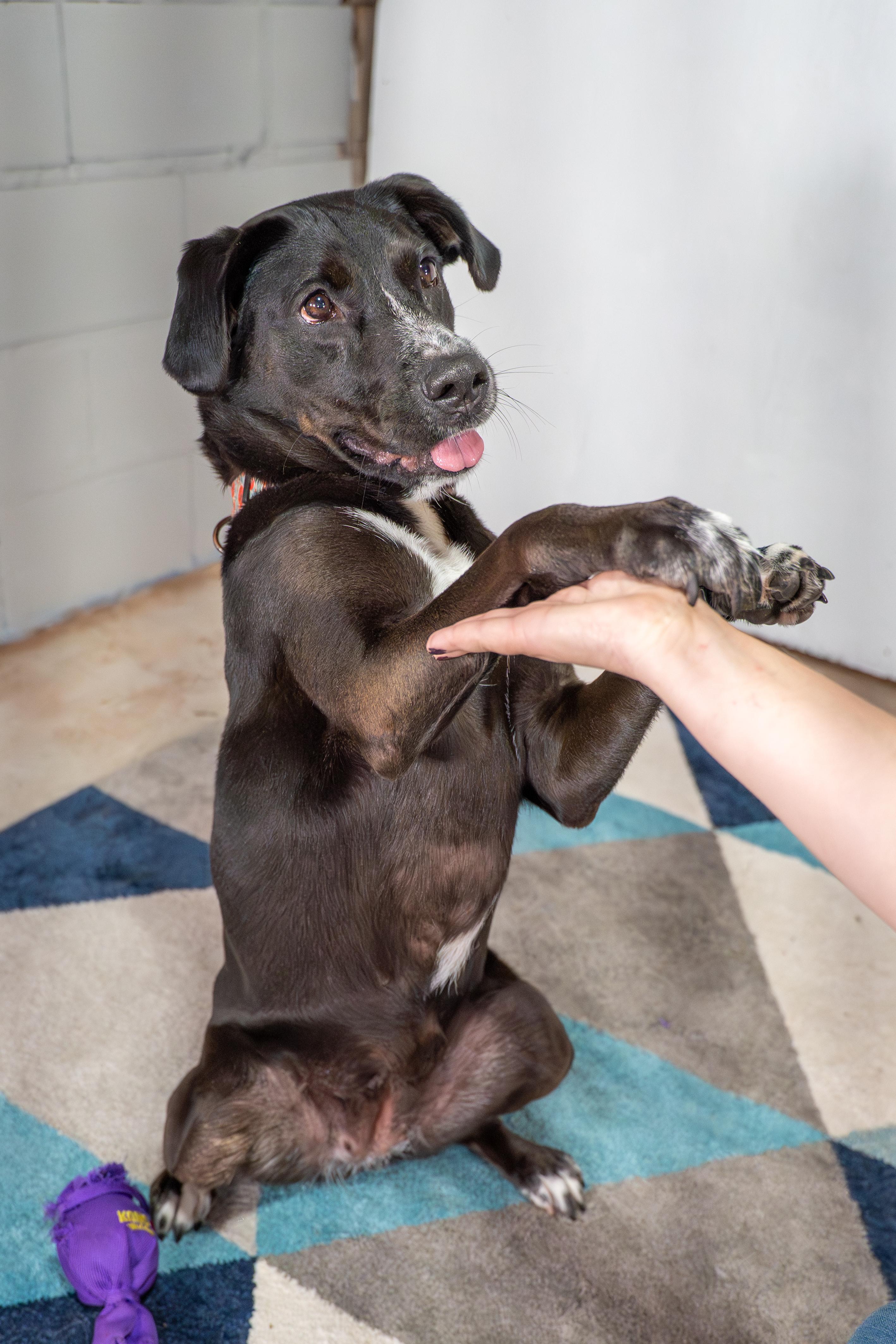 Enlarge Mazie, a Adoptable Labrador Retriever in Dillsburg, PA image 5/6