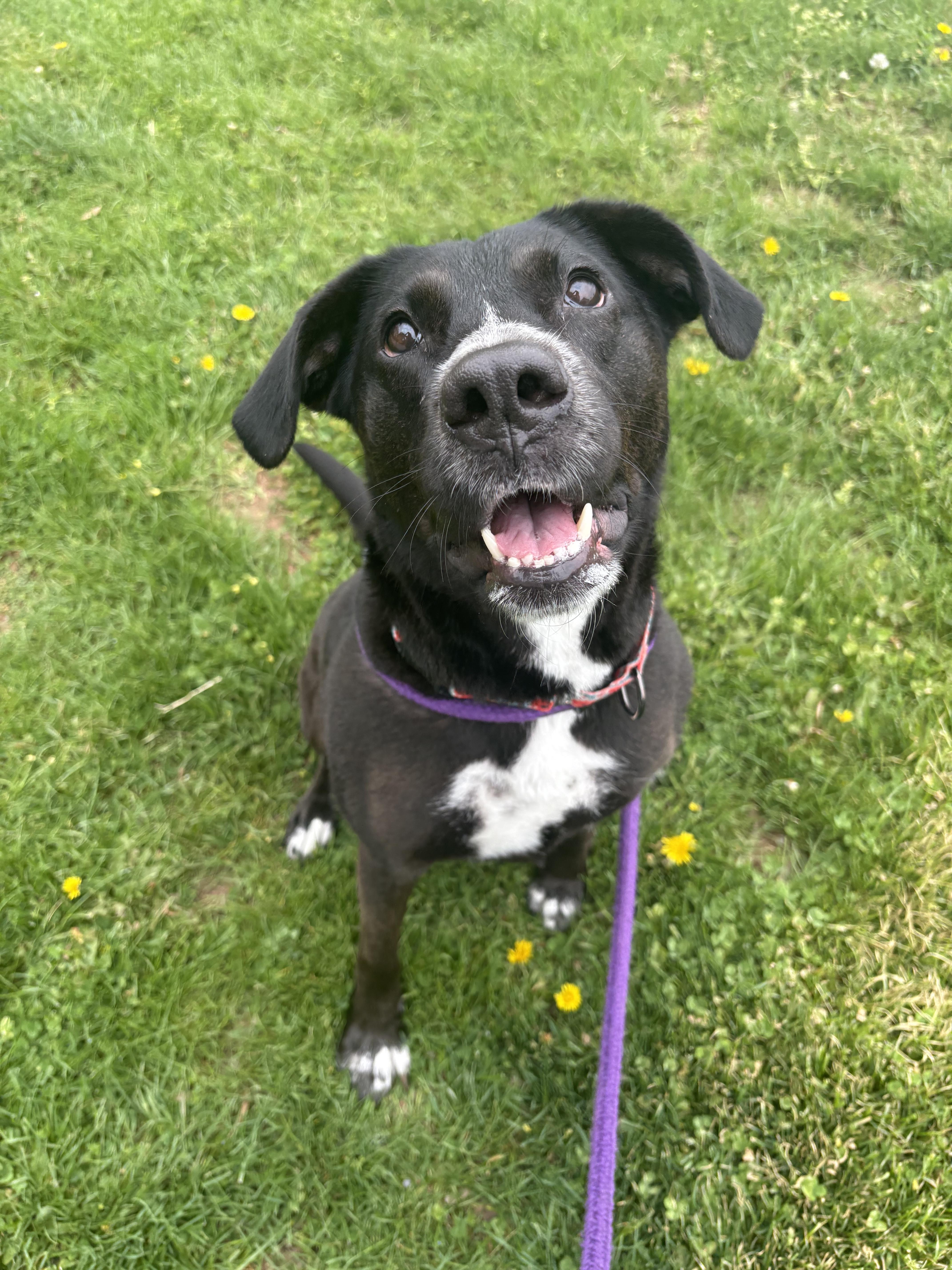 Enlarge Mazie, a Adoptable Labrador Retriever in Dillsburg, PA image 6/6