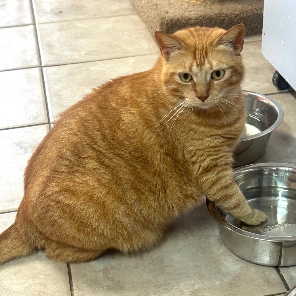 Enlarge Bonnie, a Adoptable Domestic Short Hair in Fort Lauderdale, FL image 1/6