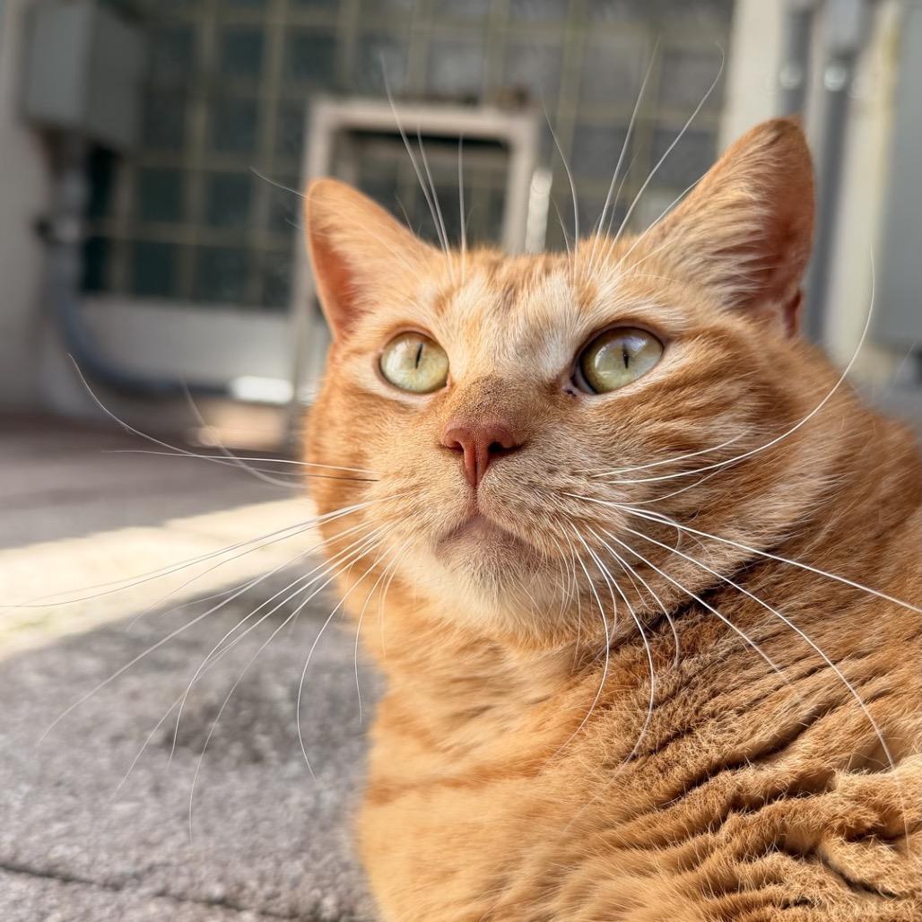 Enlarge Bonnie, a Adoptable Domestic Short Hair in Fort Lauderdale, FL image 1/5