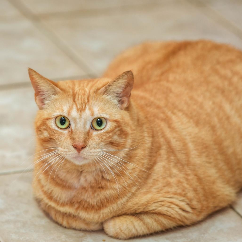 Enlarge Bonnie, a Adoptable Domestic Short Hair in Fort Lauderdale, FL image 2/5