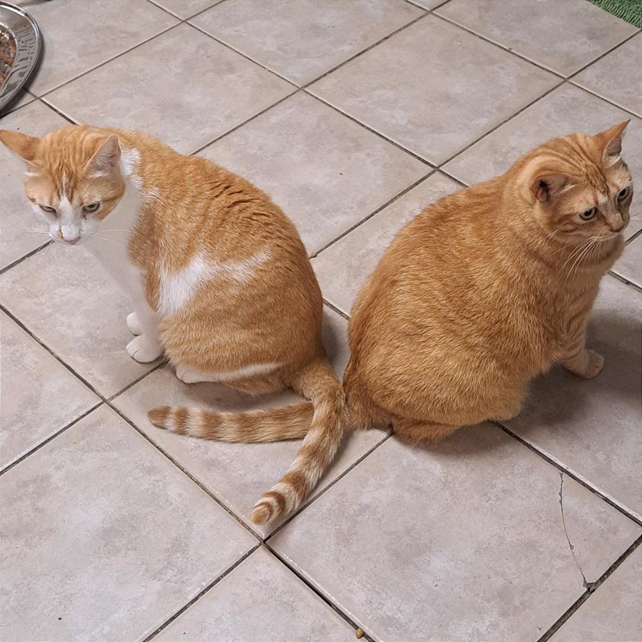 Bonnie, a Adoptable Domestic Short Hair in Fort Lauderdale, FL image 3/6