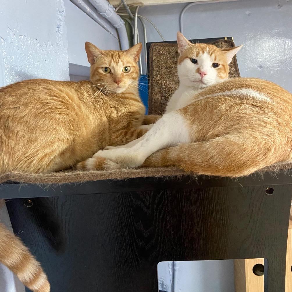 Enlarge Bonnie, a Adoptable Domestic Short Hair in Fort Lauderdale, FL image 4/5