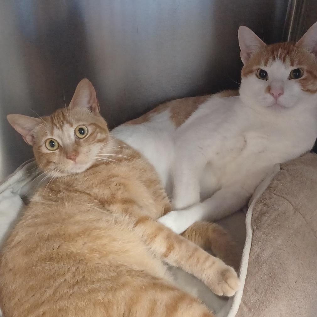 Enlarge Bonnie, a Adoptable Domestic Short Hair in Fort Lauderdale, FL image 5/5