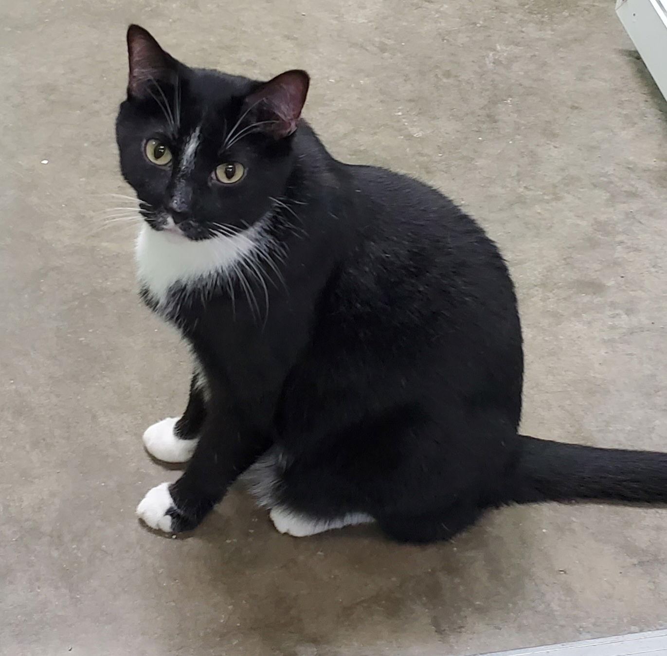 Wilson, Adoptable, Adult Male Domestic Short Hair.