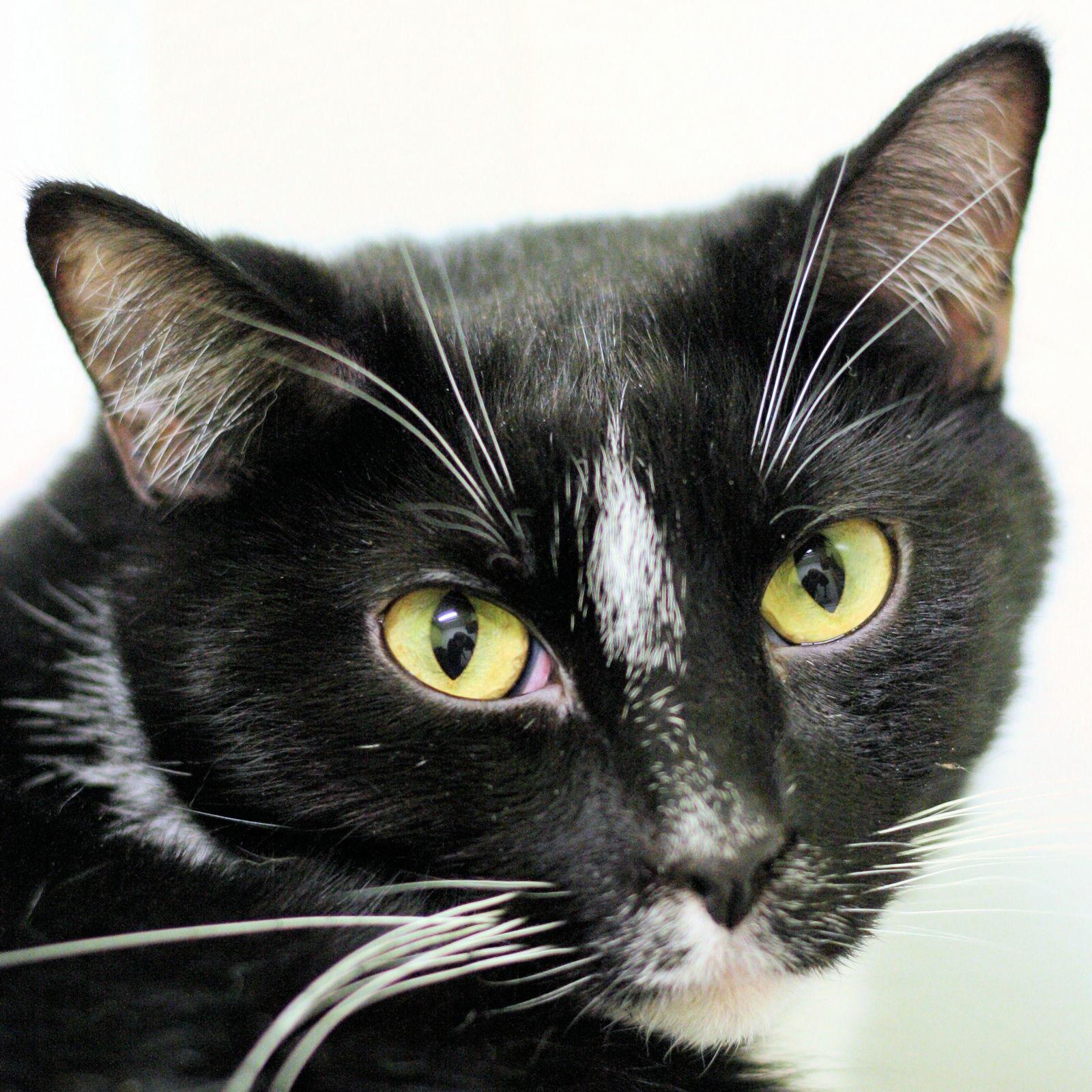 Wilson, a Adoptable Domestic Short Hair in Estherville, IA image 2/6