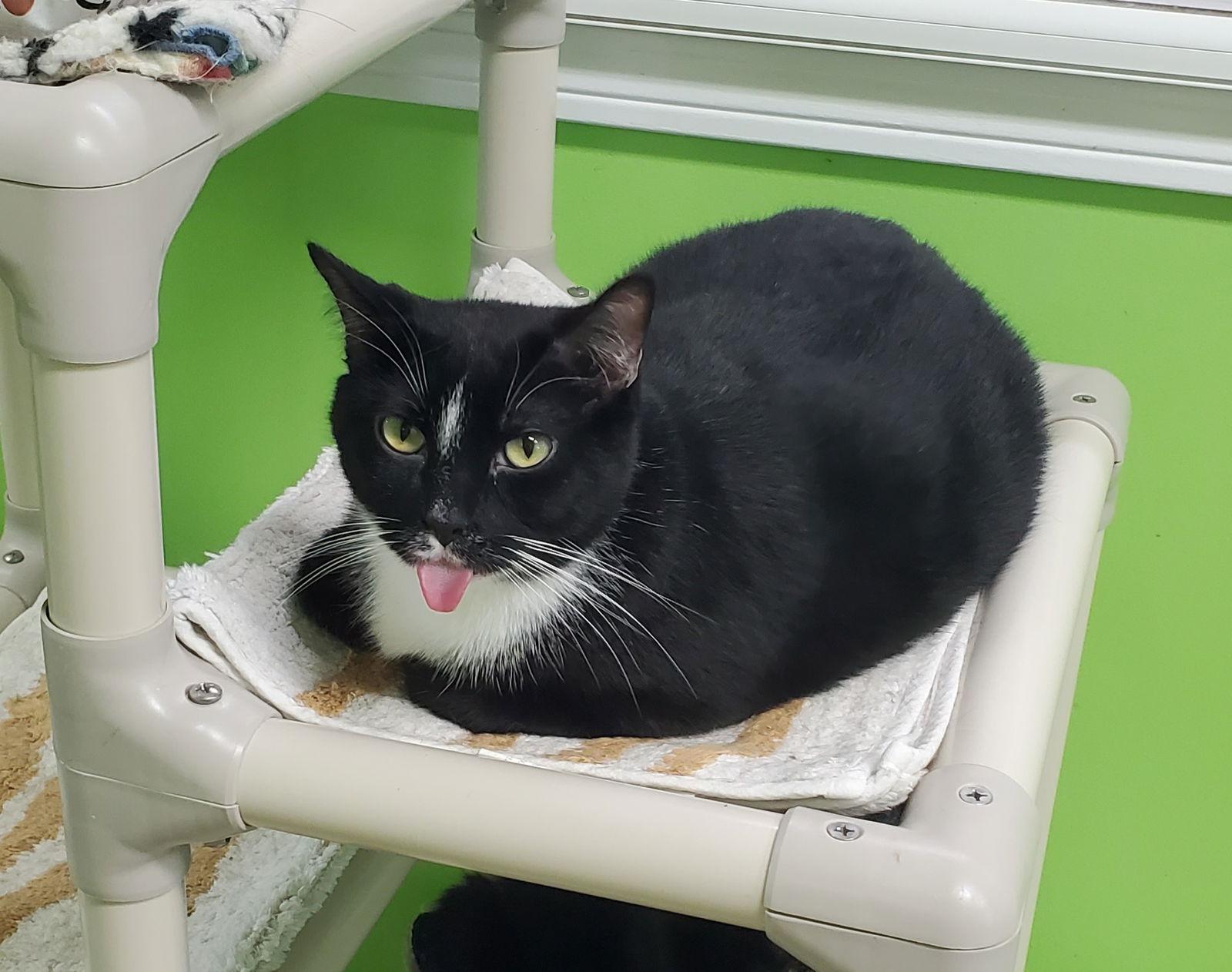 Wilson, a Adoptable Domestic Short Hair in Estherville, IA image 3/6