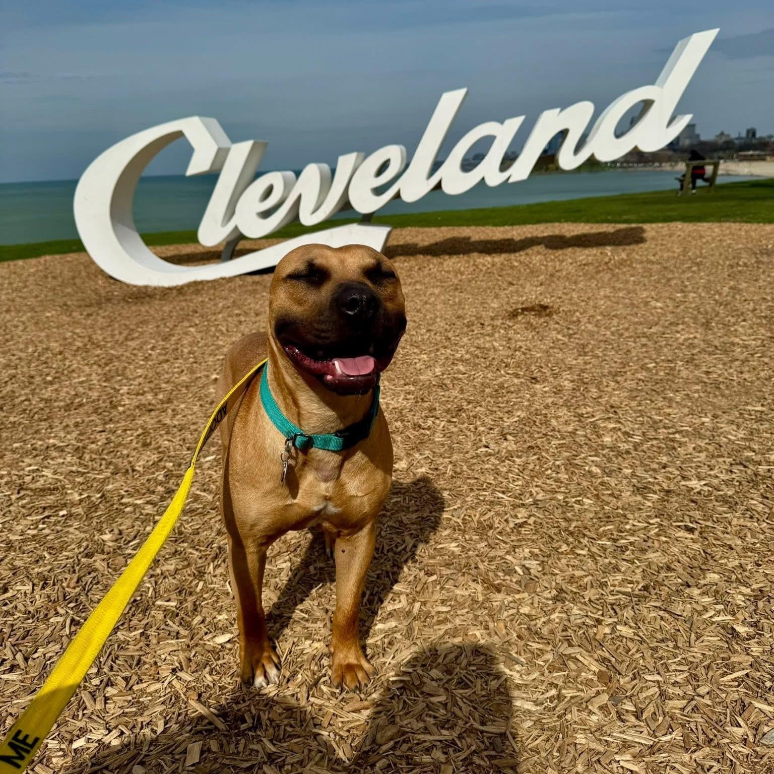 Enlarge Scooter, a ADOPTABLE mixed breed in Grafton, OH image 2/4