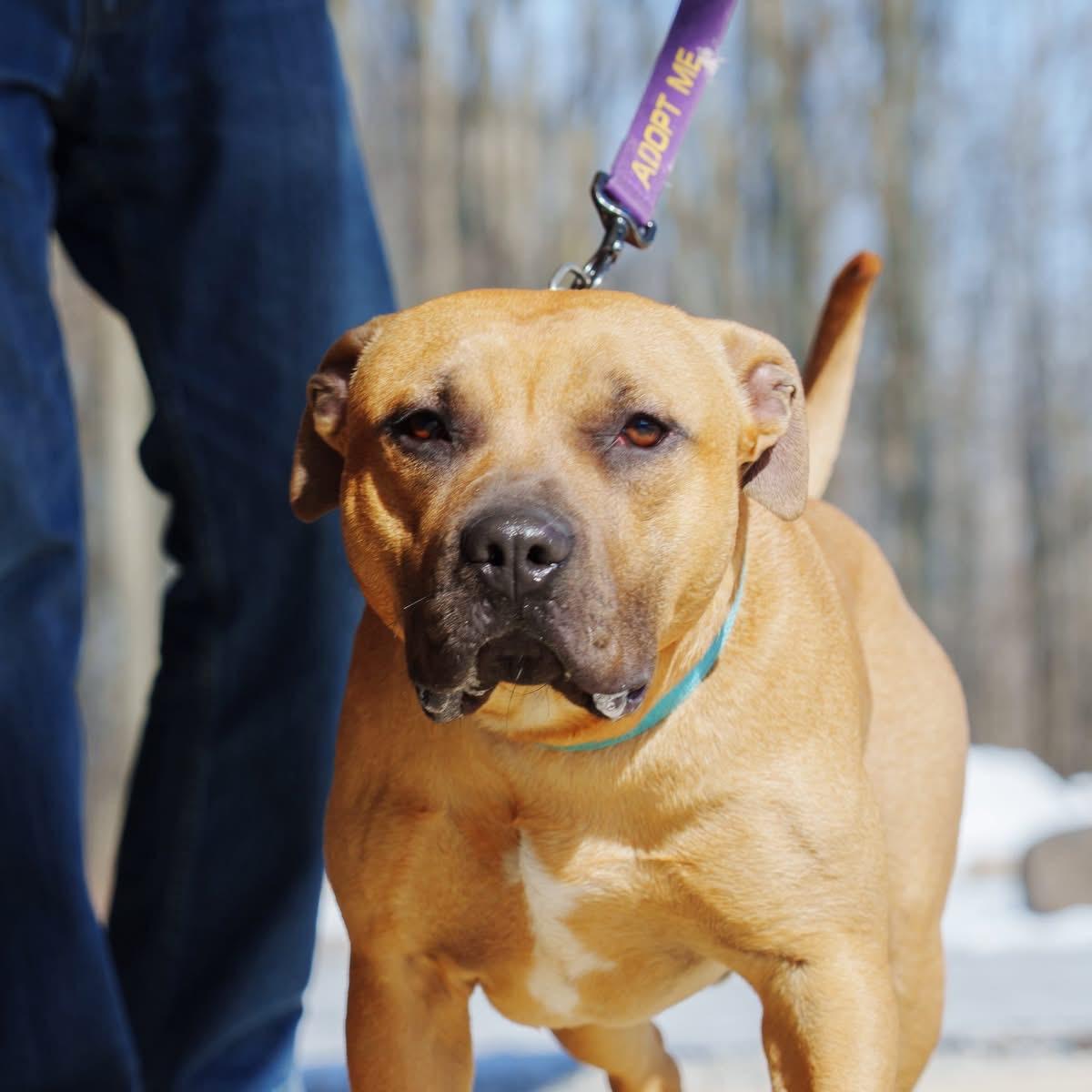 Enlarge Scooter, a ADOPTABLE mixed breed in Grafton, OH image 3/4