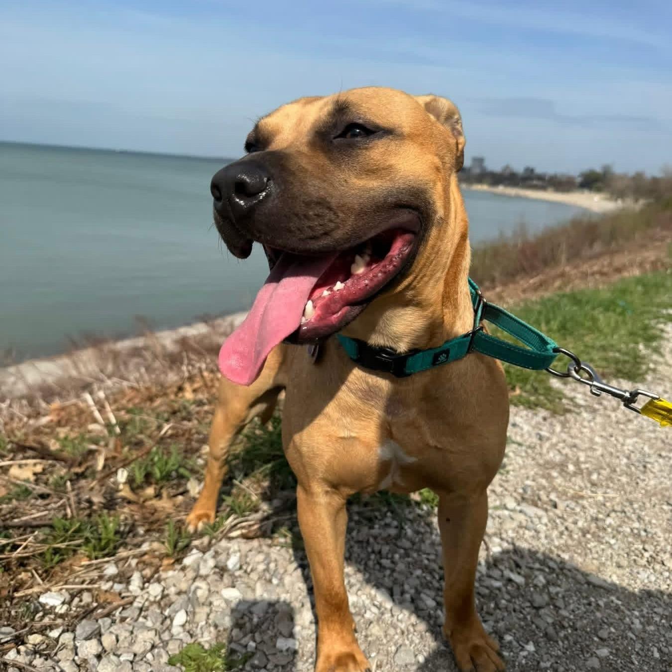 Scooter, ADOPTABLE, Young Male German Shepherd Dog & Beagle.